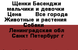 Щенки Басенджи ,мальчики и девочки › Цена ­ 1 - Все города Животные и растения » Собаки   . Ленинградская обл.,Санкт-Петербург г.